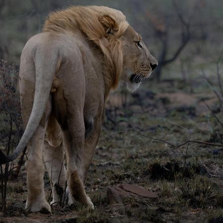 Sediba Luxury Safari Lodge Welgevonden Game Reserve ภายนอก รูปภาพ