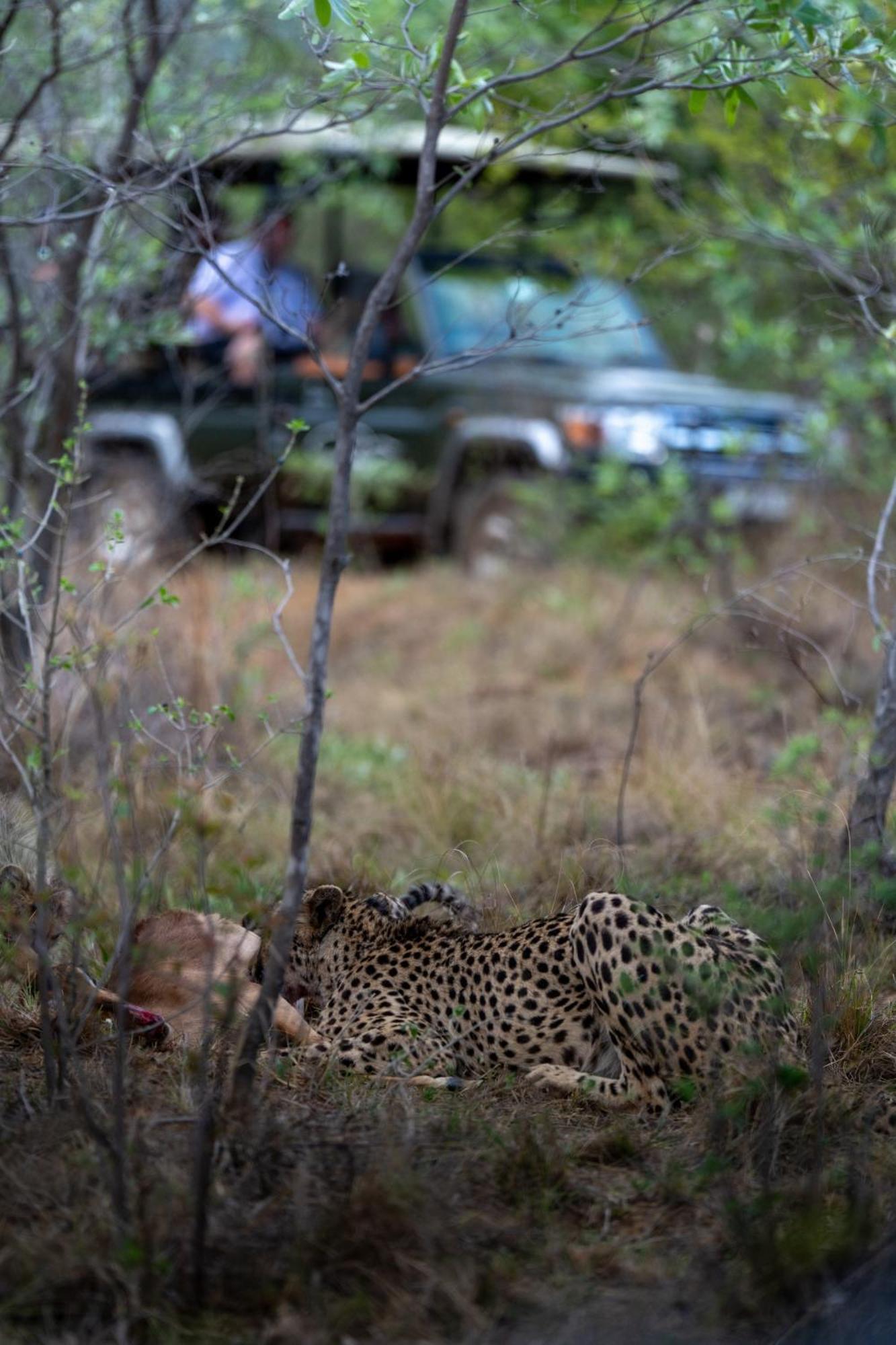 Sediba Luxury Safari Lodge Welgevonden Game Reserve ภายนอก รูปภาพ