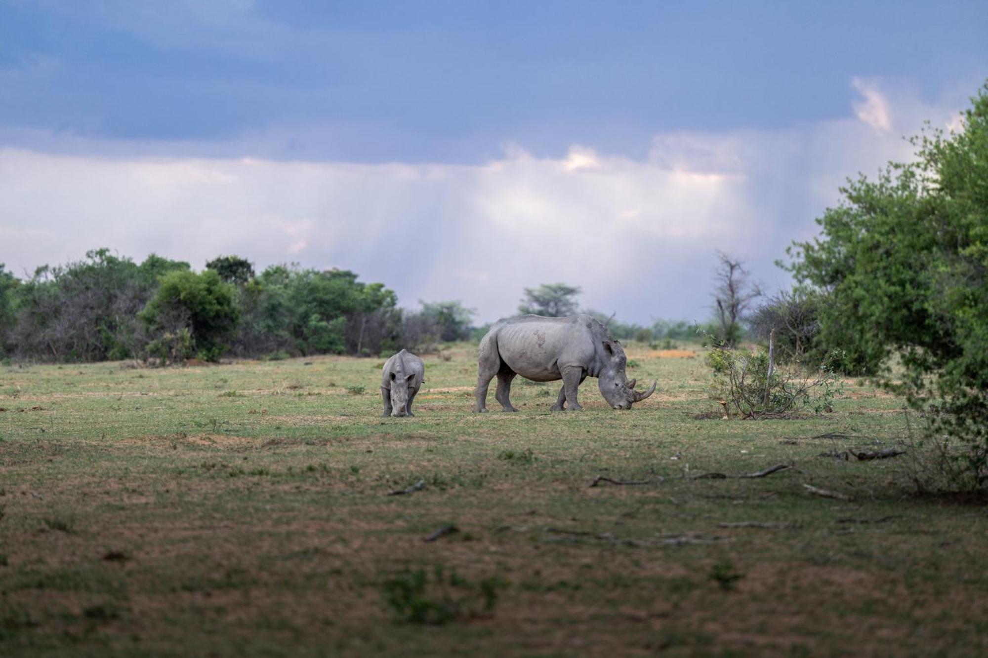 Sediba Luxury Safari Lodge Welgevonden Game Reserve ภายนอก รูปภาพ