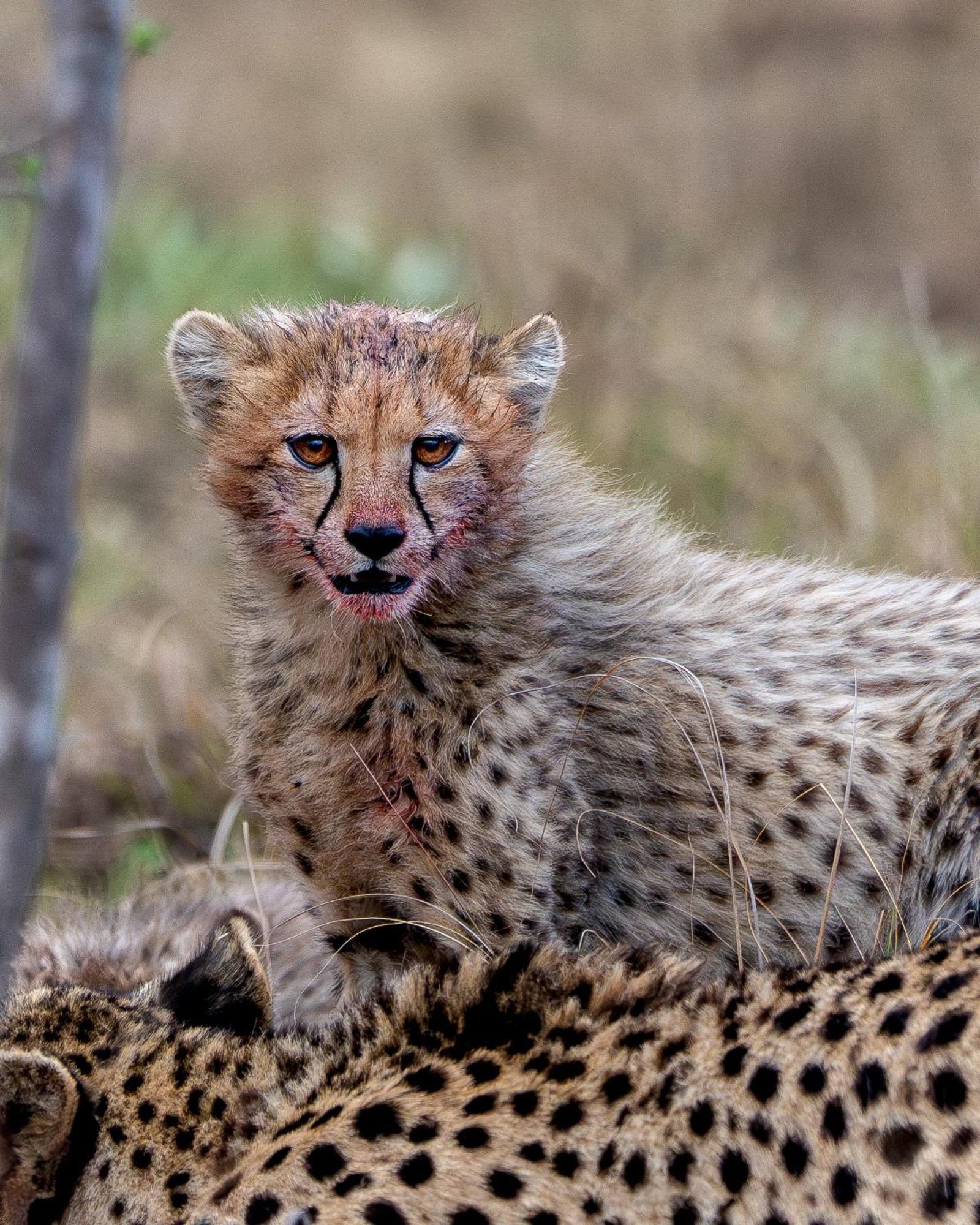 Sediba Luxury Safari Lodge Welgevonden Game Reserve ภายนอก รูปภาพ