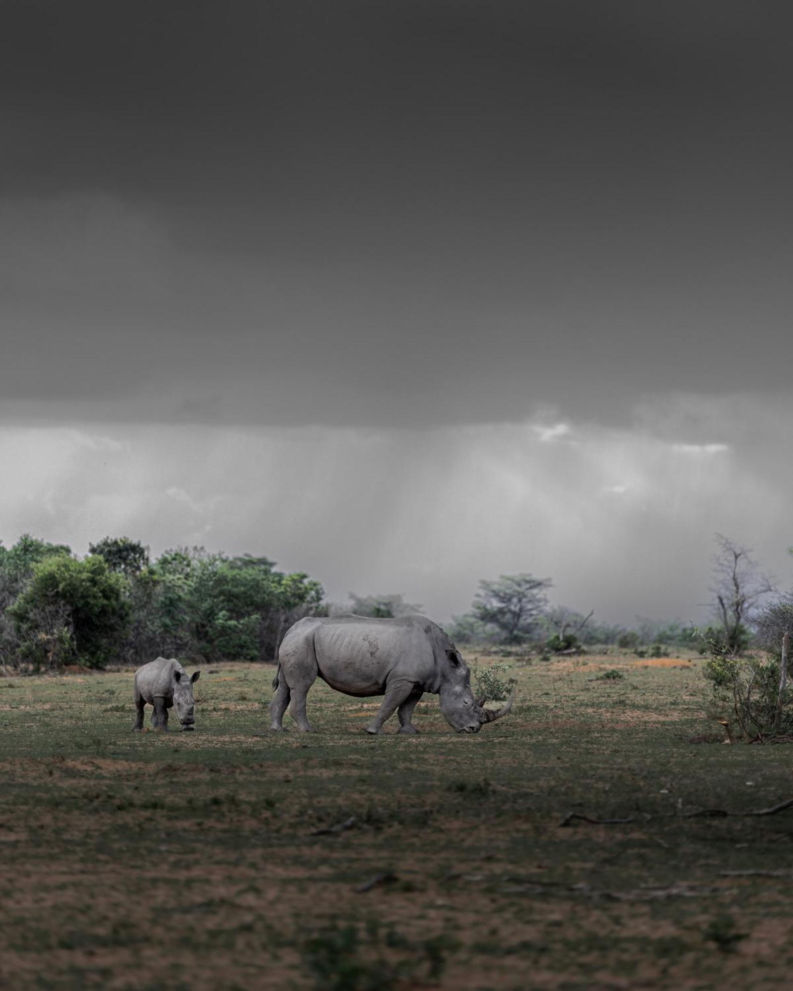 Sediba Luxury Safari Lodge Welgevonden Game Reserve ภายนอก รูปภาพ