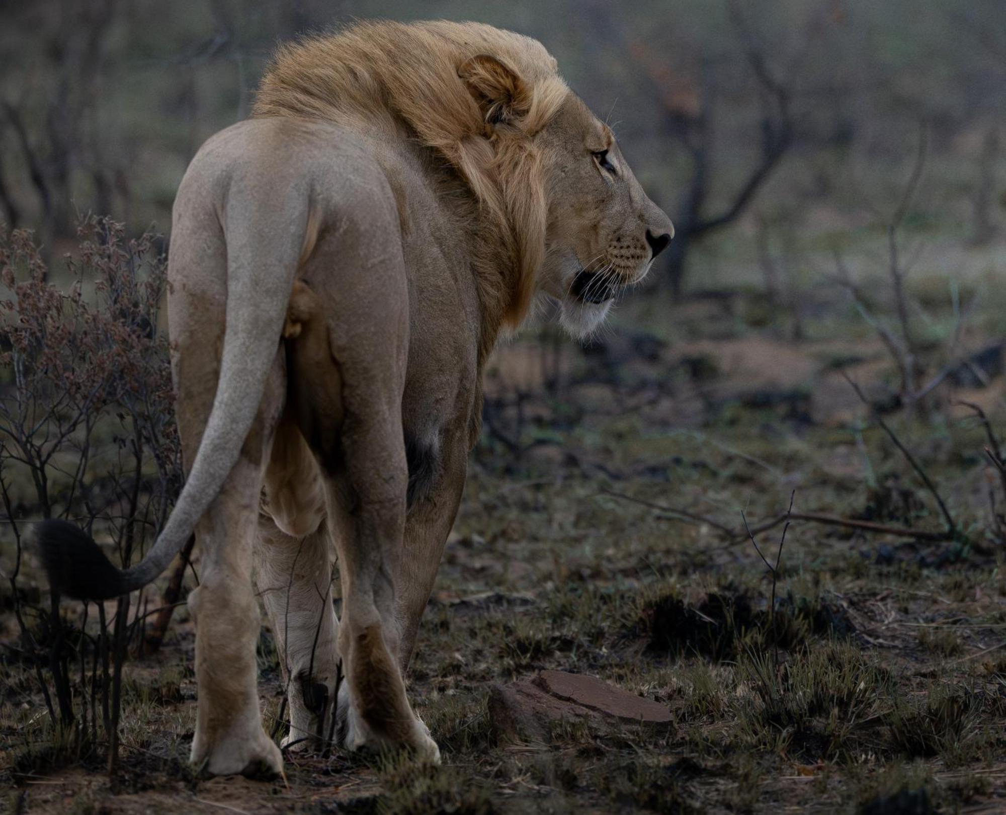 Sediba Luxury Safari Lodge Welgevonden Game Reserve ภายนอก รูปภาพ