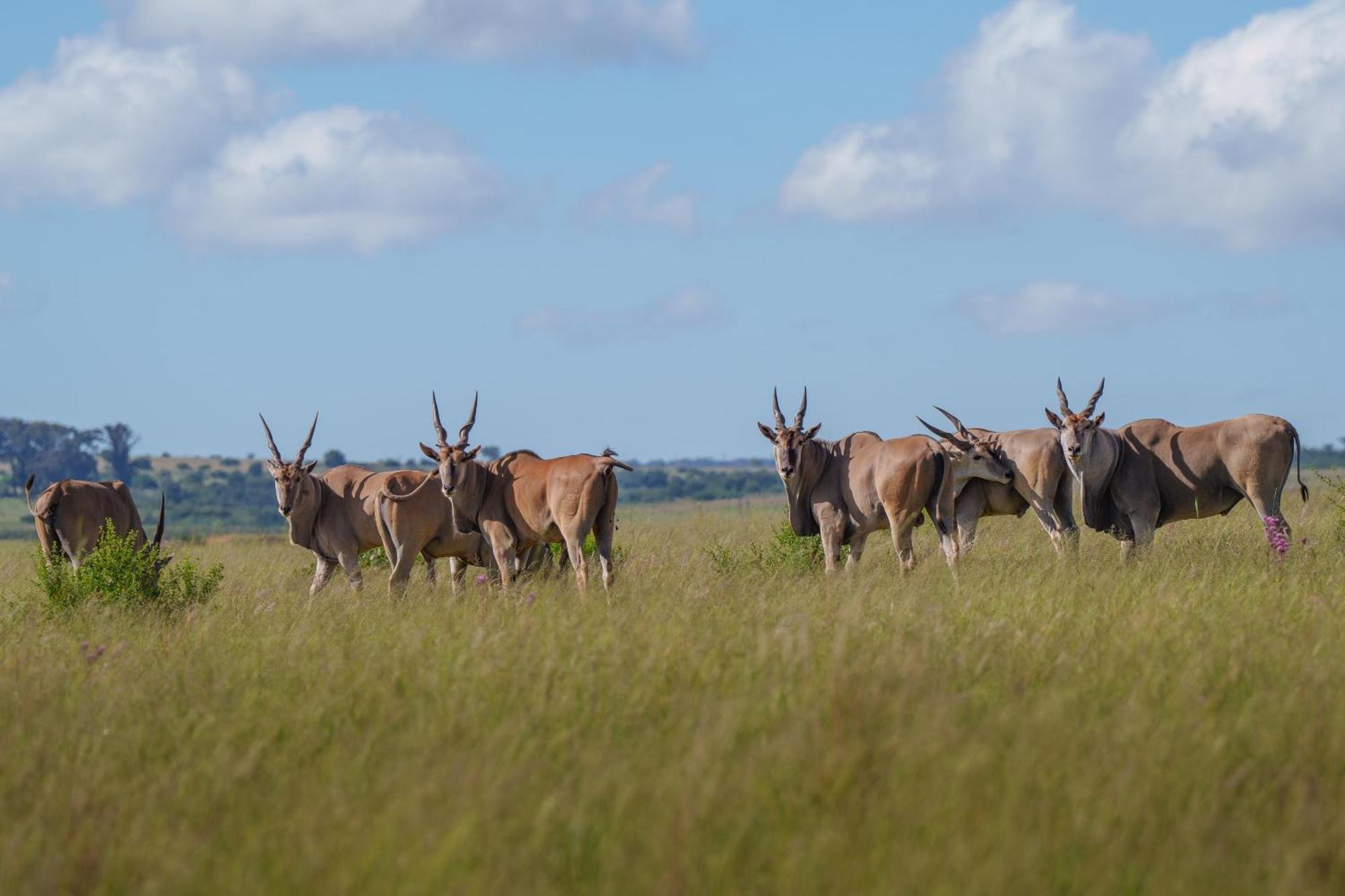 Sediba Luxury Safari Lodge Welgevonden Game Reserve ภายนอก รูปภาพ