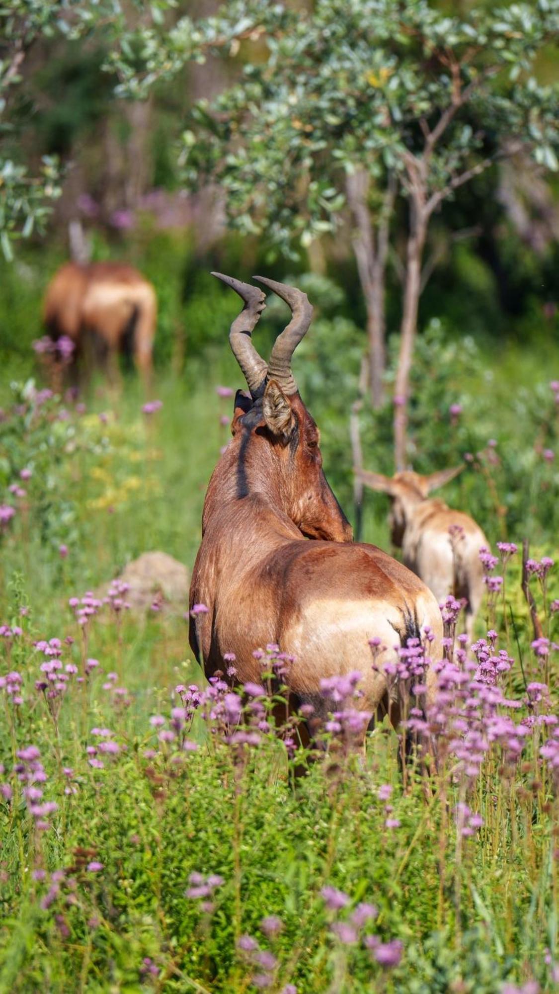Sediba Luxury Safari Lodge Welgevonden Game Reserve ภายนอก รูปภาพ