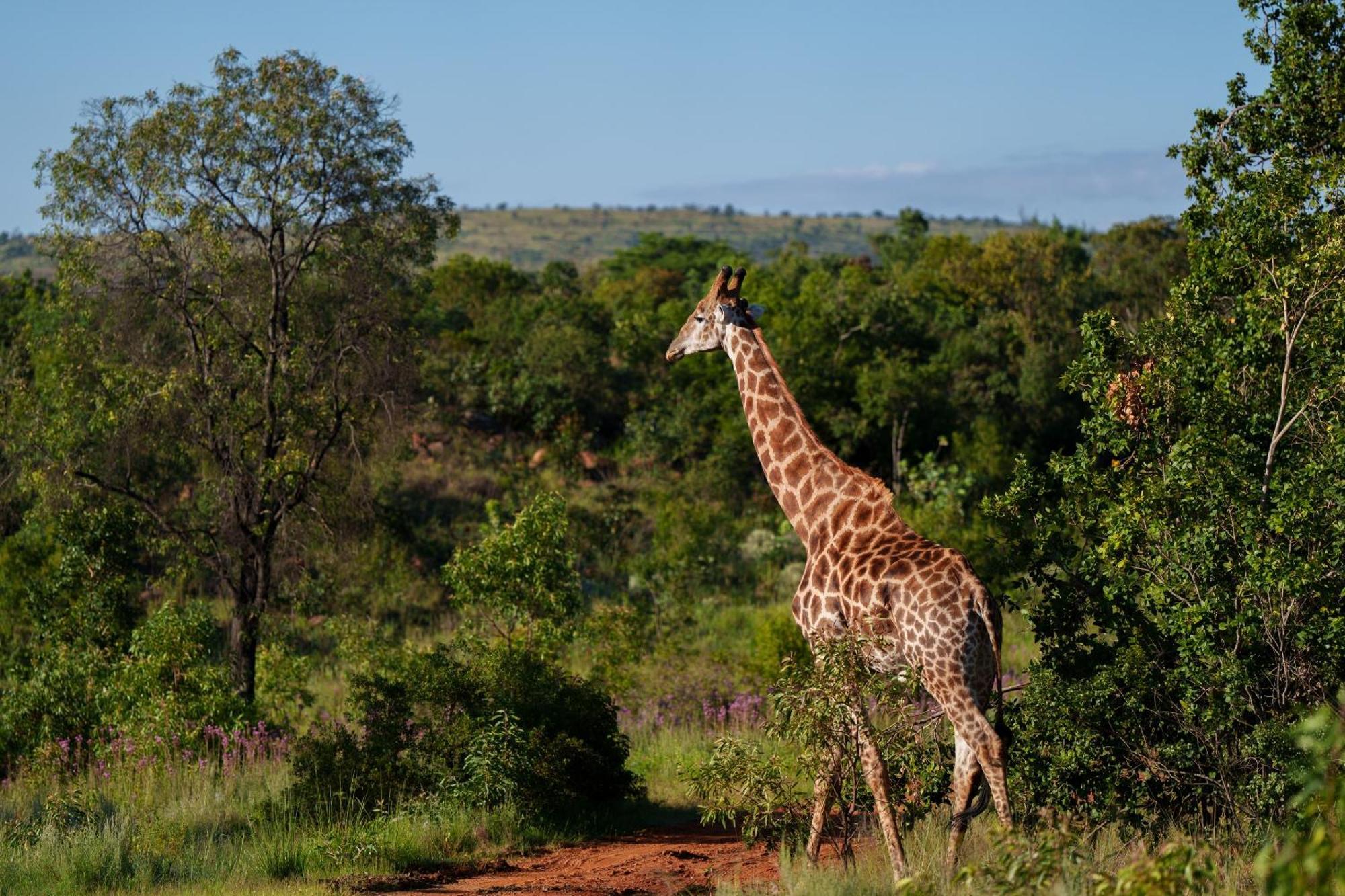 Sediba Luxury Safari Lodge Welgevonden Game Reserve ภายนอก รูปภาพ